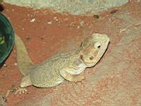 Agame Barbu (Pogona vitticeps) (Photo F. Mrugala) (2)